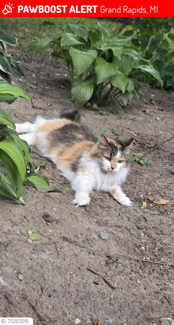 Lost Female Cat last seen Plainfield and kenwood st. Creston neighborhood, Grand Rapids, MI 49505