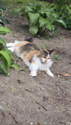 Lost Female Cat last seen Plainfield and kenwood st. Creston neighborhood, Grand Rapids, MI 49505