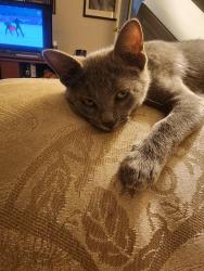 Lost Male Cat last seen Wichita at Austin 77502, Pasadena, TX 77502