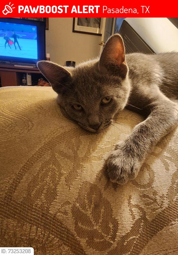 Lost Male Cat last seen Wichita at Austin 77502, Pasadena, TX 77502