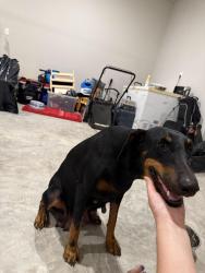 Reunited Female Dog last seen W Tidwell & Duoto St, Houston, TX 77091