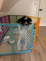 Reunited Female Dog last seen SO. Prospect ave, Hackensack, NJ 07601