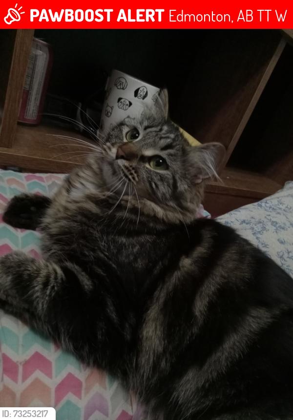 Lost Female Cat last seen Belmead SChool, Edmonton, AB T5T 0W4