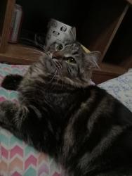 Lost Female Cat last seen Belmead SChool, Edmonton, AB T5T 0W4