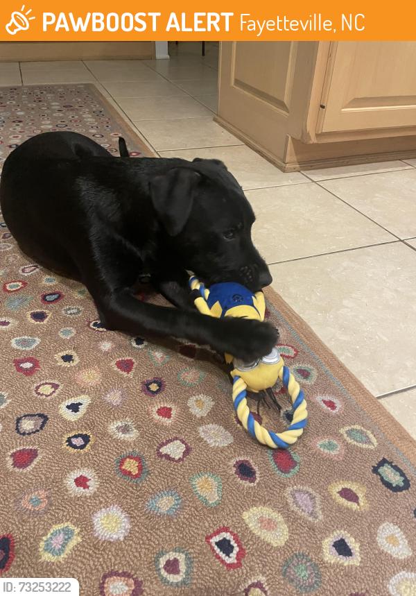 Found/Stray Unknown Dog last seen Skye Dr, Fayetteville, NC 28303