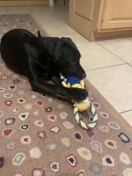 Found/Stray Unknown Dog last seen Skye Dr, Fayetteville, NC 28303