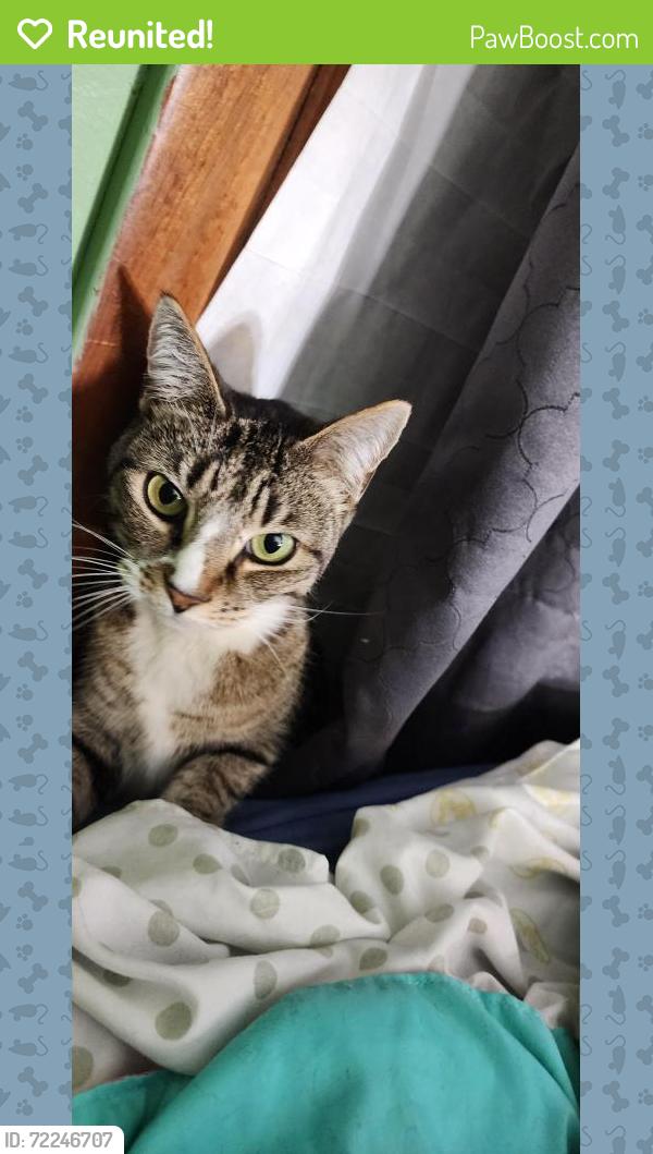 Reunited Female Cat last seen Candlewood Drive, Fayetteville, NC 28314