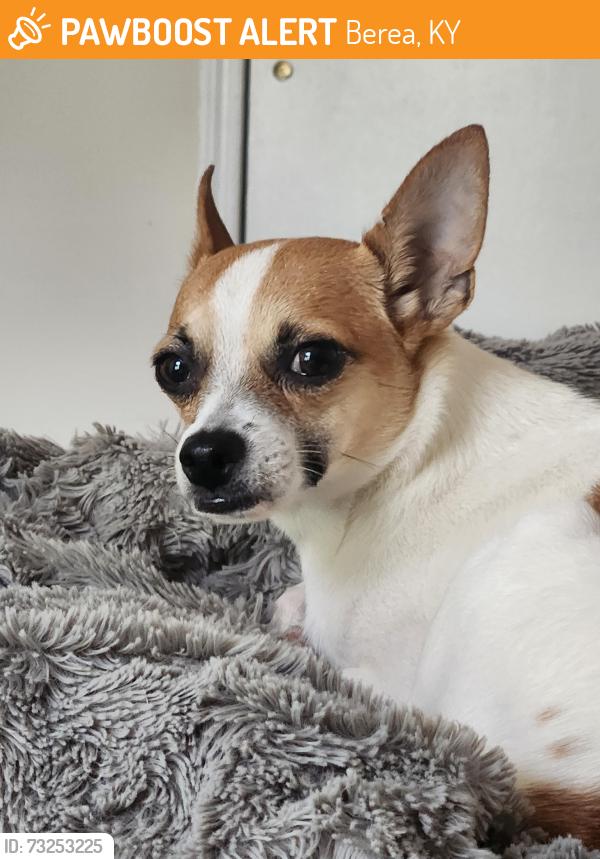 Found/Stray Female Dog last seen Headed towards Morrill, Berea, KY 40403