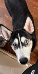 Reunited Female Dog last seen Holly Way and Boston Blvd in Colonial Village, Lansing, MI 48910