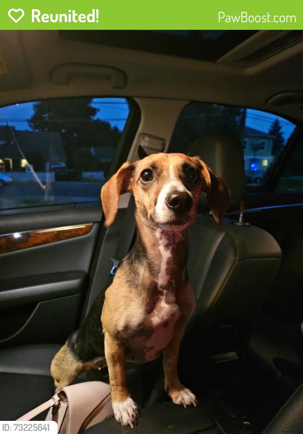 Reunited Female Dog last seen 106th & 40 Ave SW, Seattle, WA 98146