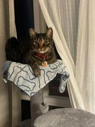 Lost Male Cat last seen Upper paradise, Hamilton, ON L9B 1A7