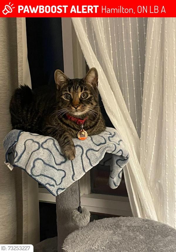 Lost Male Cat last seen Upper paradise, Hamilton, ON L9B 1A7