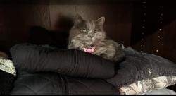 Lost Female Cat last seen County Road 17, New Paris, New Paris, IN 46553