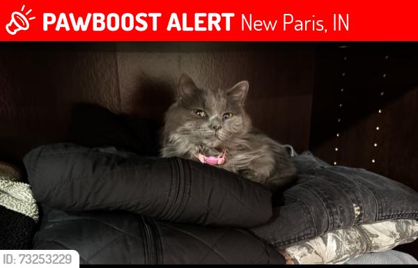 Lost Female Cat last seen County Road 17, New Paris, New Paris, IN 46553