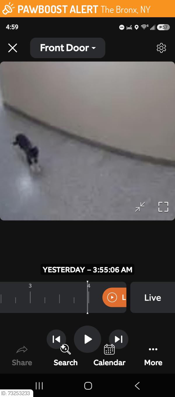 Found/Stray Unknown Cat last seen Key food supermarket, The Bronx, NY 10462