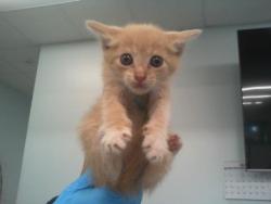 Shelter Stray Female Cat last seen CHARLOTTE, 8315 Byrum Dr, Charlotte, NC 28217, USA