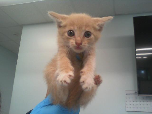 Shelter Stray Female Cat last seen CHARLOTTE, 8315 Byrum Dr, Charlotte, NC 28217, USA