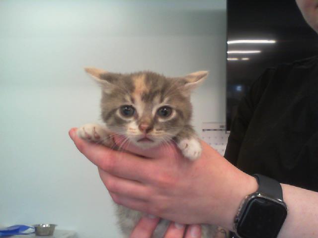 Shelter Stray Female Cat last seen CHARLOTTE, 8315 Byrum Dr, Charlotte, NC 28217, USA