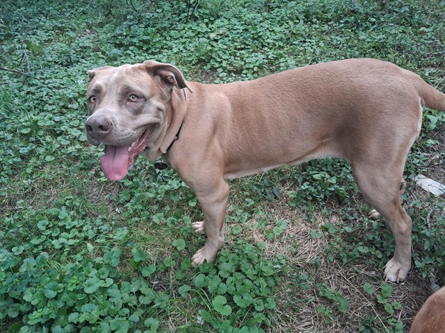 Shelter Stray Female Dog last seen Near BLOCK E. HILL STREET, 3528 Newburg Rd, Louisville, KY 40218, USA
