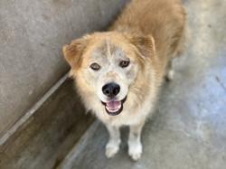 Shelter Stray Male Dog last seen , 957 N Gaffey St, San Pedro, CA 90731, USA