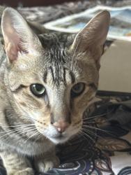 Lost Male Cat last seen Town Center Mall, Marietta, GA 30066