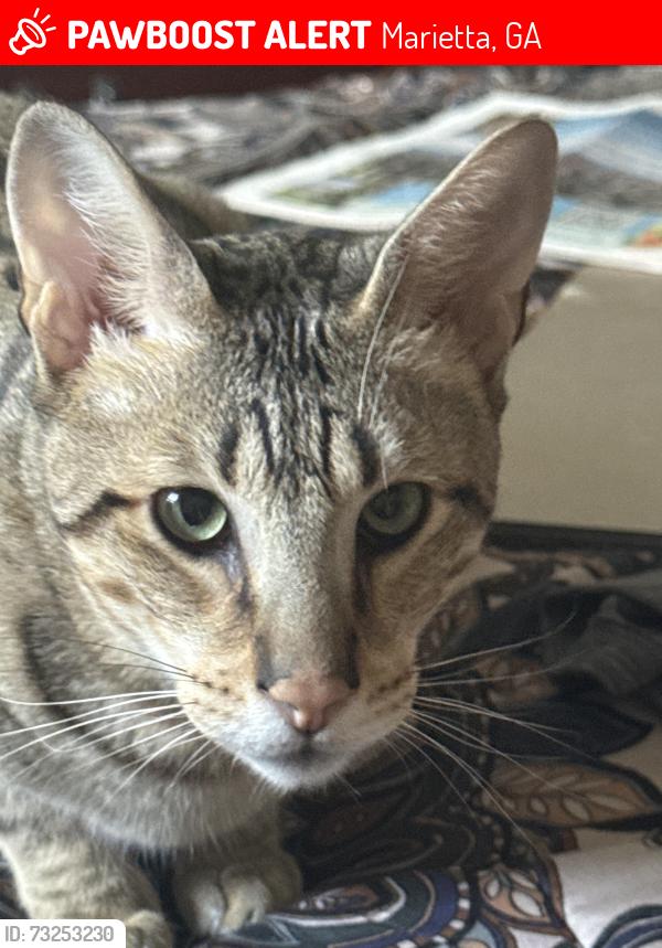 Lost Male Cat last seen Town Center Mall, Marietta, GA 30066
