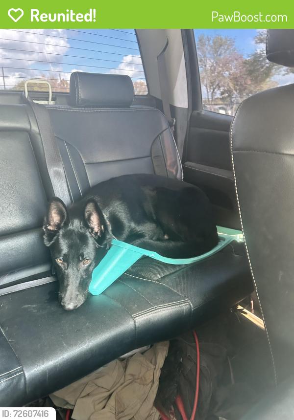 Reunited Male Dog last seen By the gas station, Highlands, TX 77562