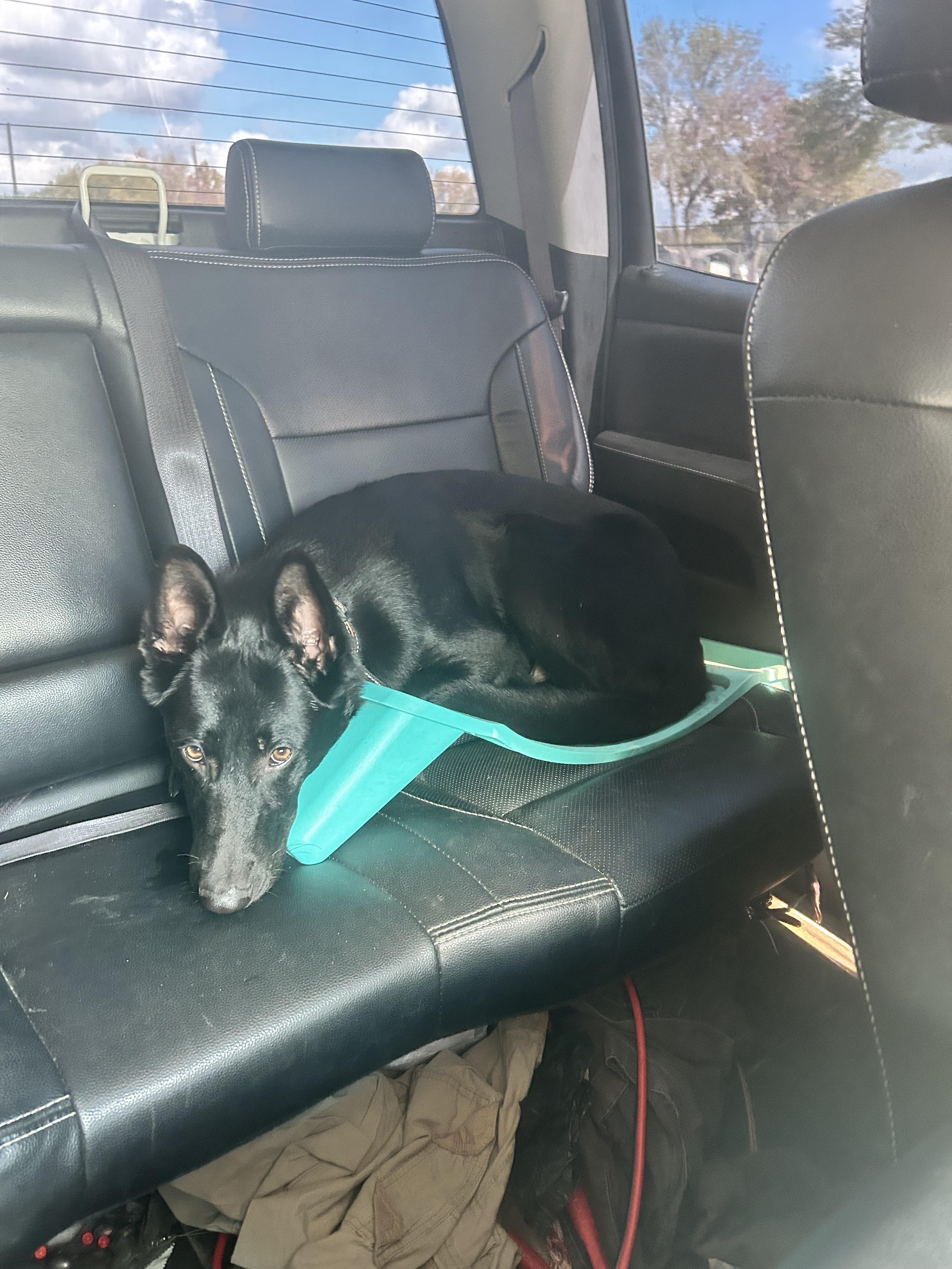 Reunited Male Dog last seen By the gas station, Highlands, TX 77562