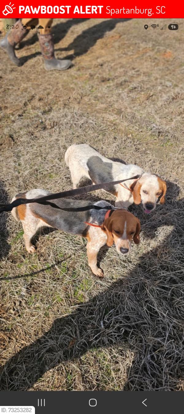 Lost Female Dog last seen Fedex, Spartanburg, SC 29301
