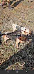 Lost Female Dog last seen Fedex, Spartanburg, SC 29301