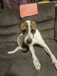 Found/Stray Male Dog last seen Windmill Way, Cincinnati, OH 45240