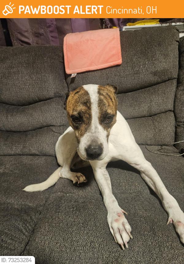 Found/Stray Male Dog last seen Windmill Way, Cincinnati, OH 45240