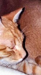 Lost Female Cat last seen Hope and 26th street. Mountain view high school, Mesa, AZ 85213