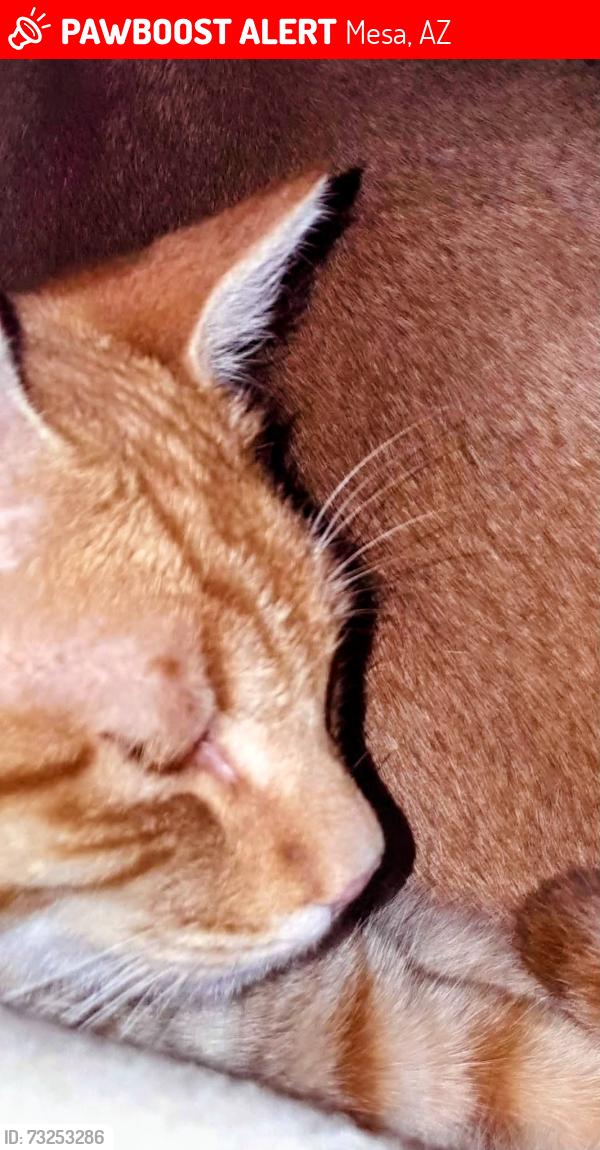 Lost Female Cat last seen Hope and 26th street. Mountain view high school, Mesa, AZ 85213