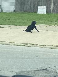 Found/Stray Female Dog last seen 120th & Eggleston, Chicago, IL 60628