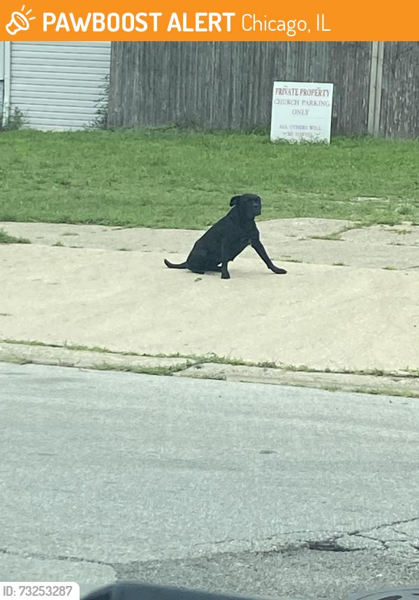 Found/Stray Female Dog last seen 120th & Eggleston, Chicago, IL 60628