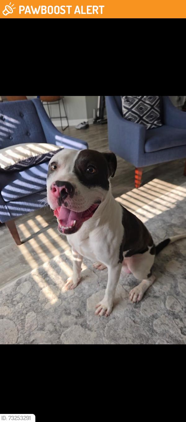 Found/Stray Male Dog last seen Caroline Acres Rd, Lancaster County, SC 29707