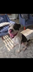 Found/Stray Male Dog last seen Caroline Acres Rd, Lancaster County, SC 29707