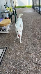 Lost Female Dog last seen Near Cristal Lake Drive Apt#402 , Deerfield Beach FL 33064, Pompano Beach, FL 33064