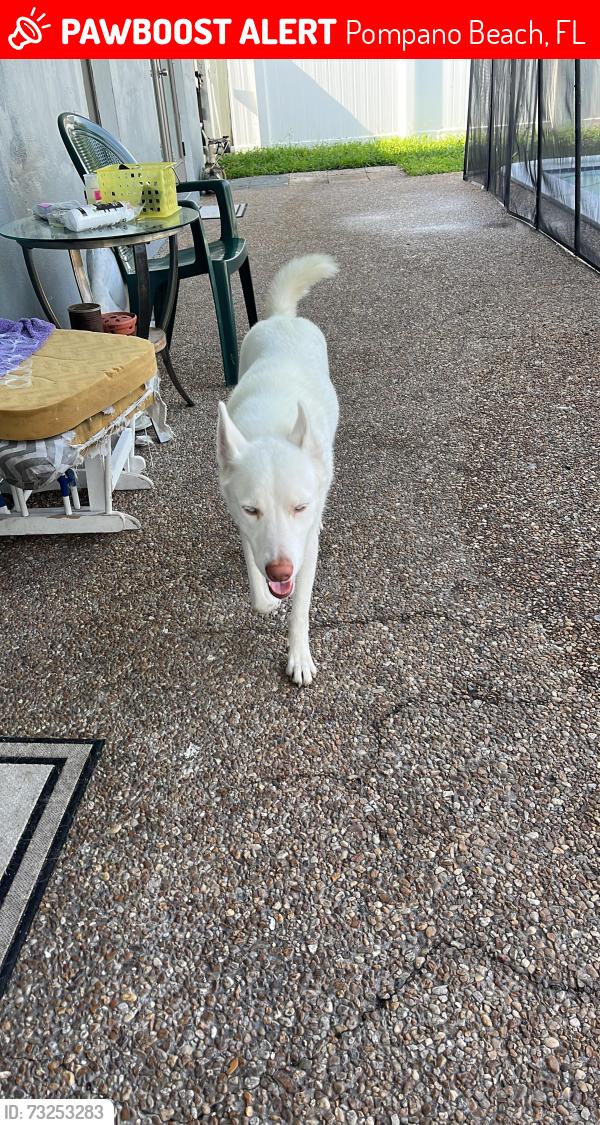 Lost Female Dog last seen Near Cristal Lake Drive Apt#402 , Deerfield Beach FL 33064, Pompano Beach, FL 33064