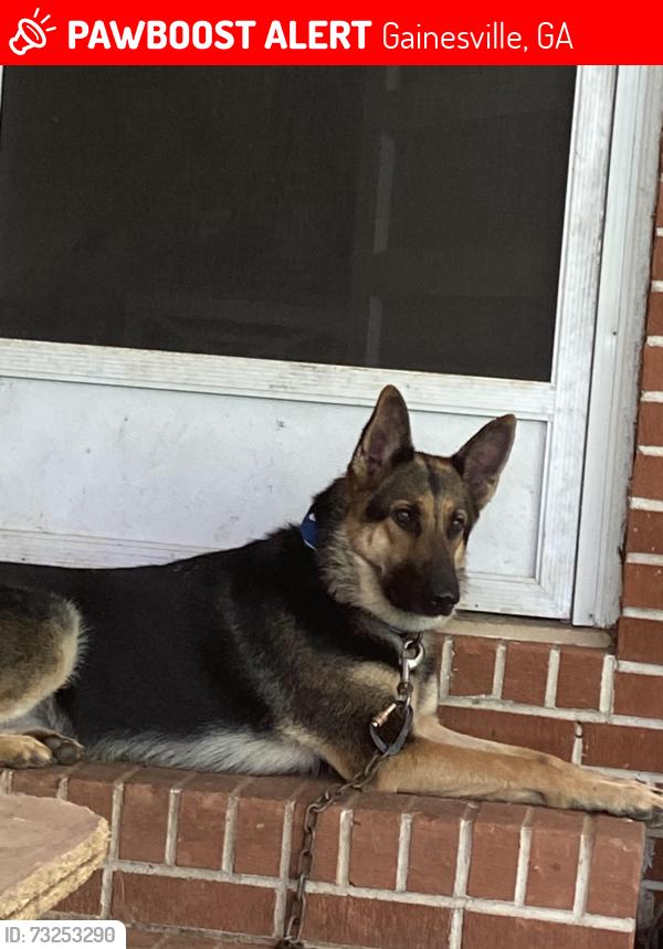 Lost Female Dog last seen Honeysuckle and clark's bridge rd, Gainesville, GA 30501