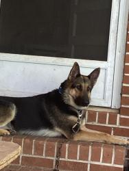 Lost Female Dog last seen Honeysuckle and clark's bridge rd, Gainesville, GA 30501