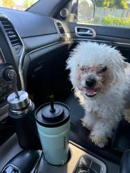 Found/Stray Male Dog last seen 21st st w, Bradenton, FL 34205