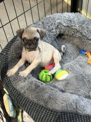 Reunited Male Dog last seen Church, Baytown, TX 77520
