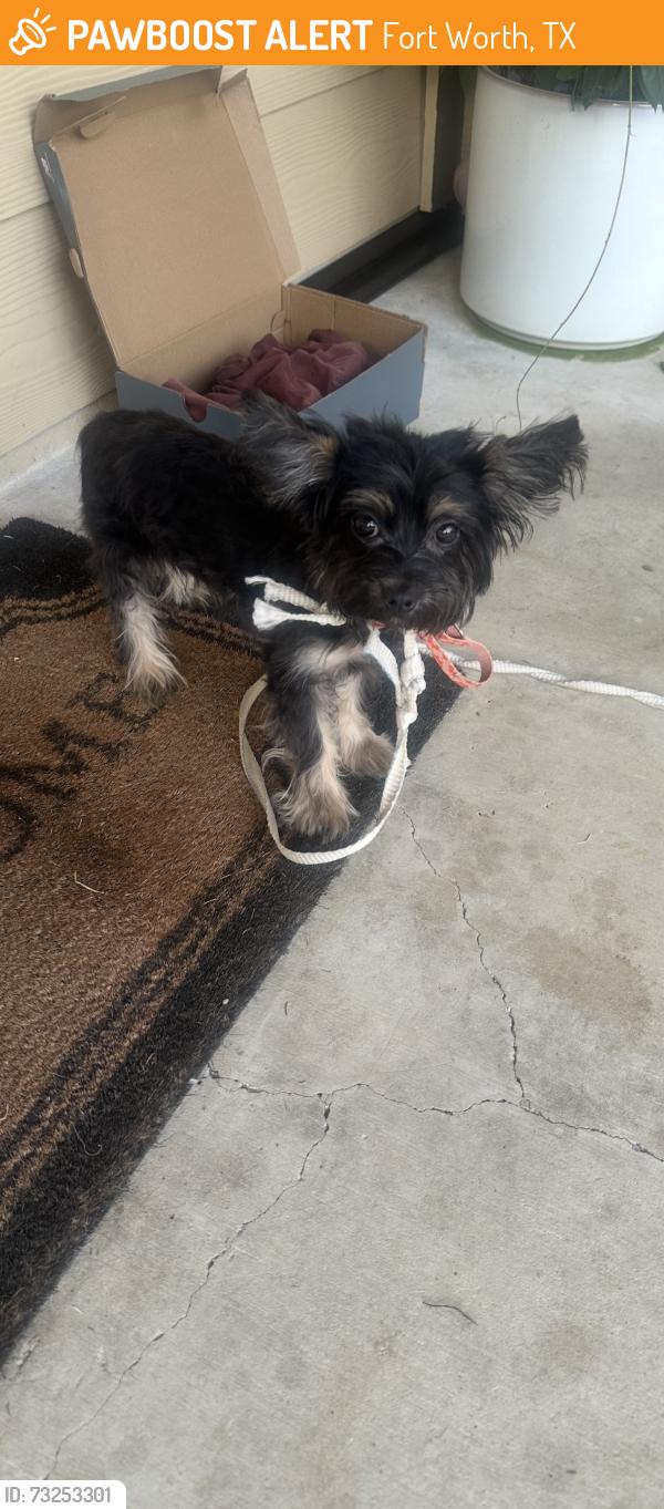 Found/Stray Male Dog last seen Morningside middle school, Fort Worth, TX 76104