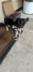 Found/Stray Male Dog last seen Morningside middle school, Fort Worth, TX 76104
