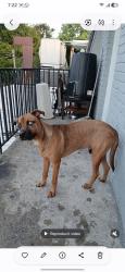Lost Male Dog last seen Houston tx, Detroit, MI 48226