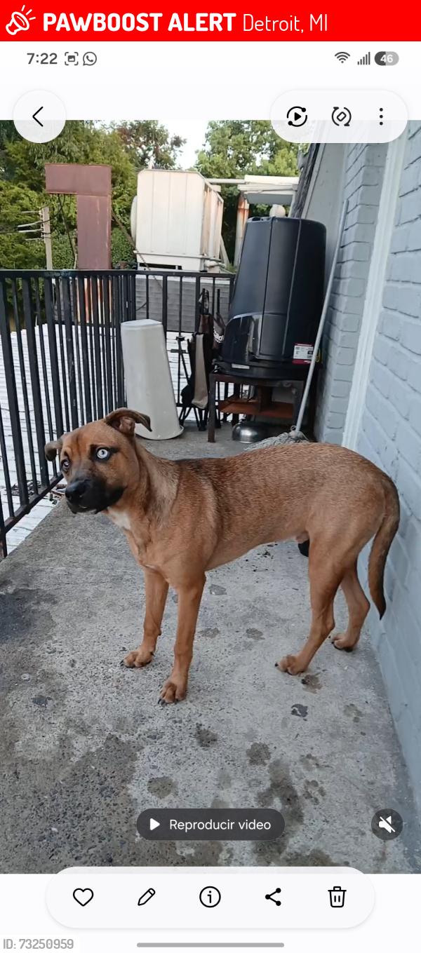 Lost Male Dog last seen Houston tx, Detroit, MI 48226