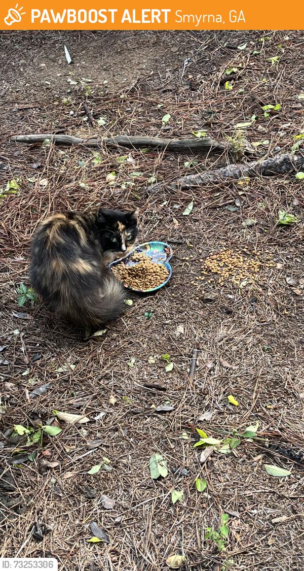 Found/Stray Unknown Cat last seen apmts near Krispy Kreme, Smyrna, GA 30080