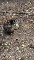 Found/Stray Unknown Cat last seen apmts near Krispy Kreme, Smyrna, GA 30080